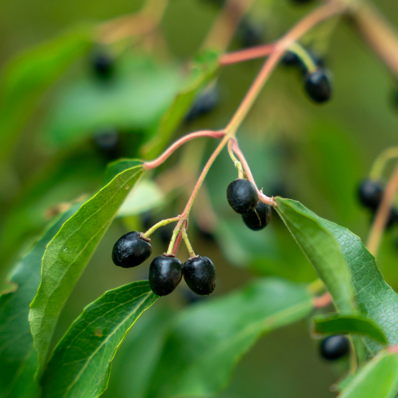 chilean maqui berry chilean maqui berry