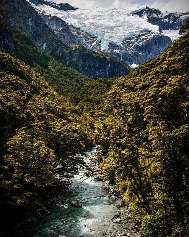 patagonia-forest