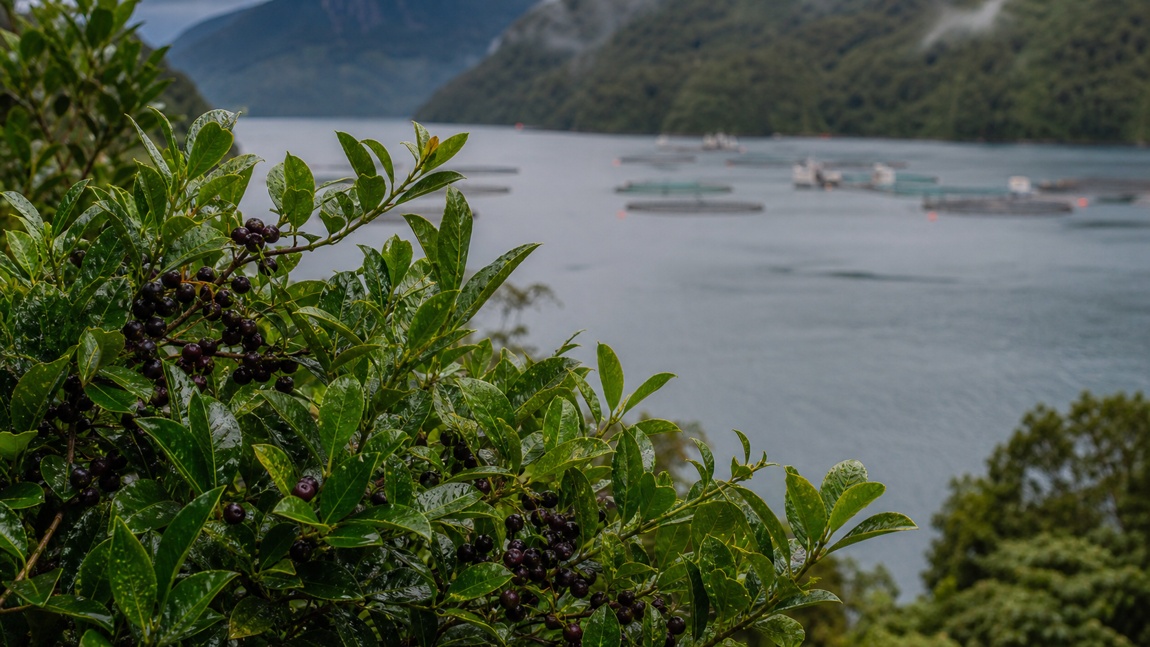 Rama frondosa de maqui berry en primer plano con bosque nativo del sur de Chile, y piscinas de acuicultura de salmón visibles al fondo en un lago o fiordo patagónico