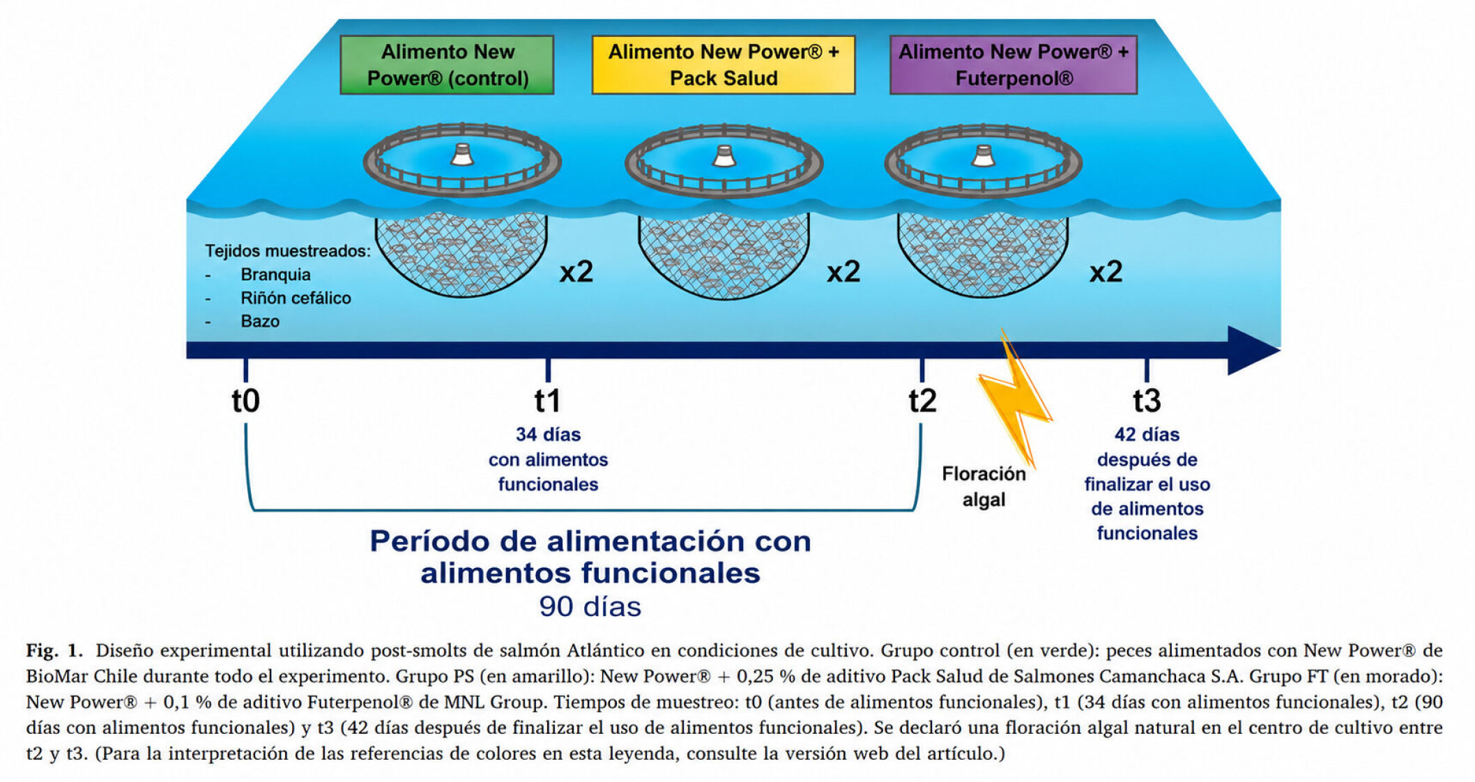 Diagrama del diseño experimental del estudio: dietas control, Pack Salud y Futerpenol® en salmón del Atlántico durante 90 días, con muestreos en t0, t1, t2 y t3