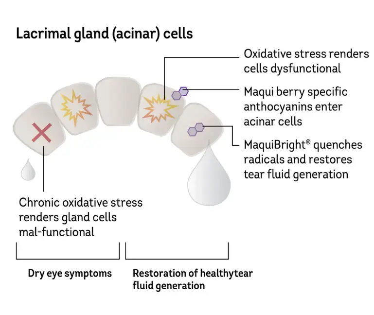LACRIMALGLANDS-maqui