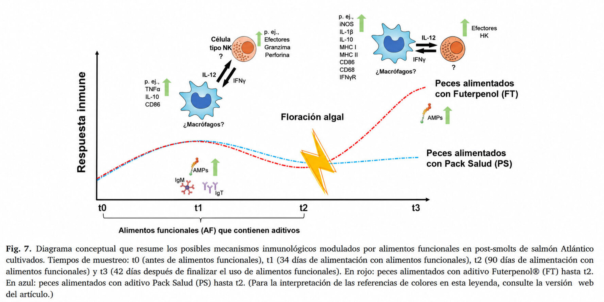 Diagrama resumen de los mecanismos inmunológicos propuestos para la inmunomodulación inducida por Futerpenol® en salmón del Atlántico